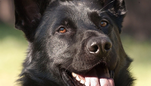 Dzięki "Jogiemu" udaremniono przemyt 18 milionów papierosów!