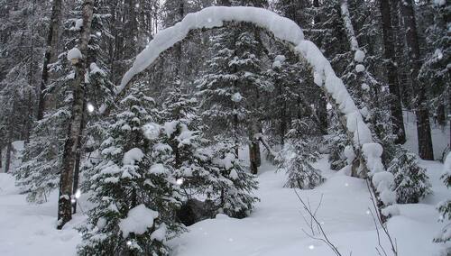 Tragedia w tajdze. Trzyletnie dziecko na 35 stopniowym mrozie przeszło trzy kilometry