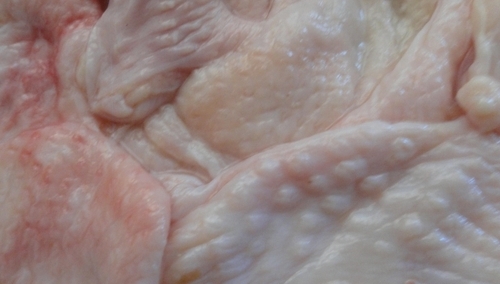 Waldemar Żyszkiewicz: GMO – tanie, pyszne czy groźne?