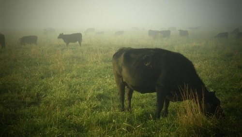 Ryszard Czarnecki: Zwierzęta jako symbole partii czyli zoologizacja polityki