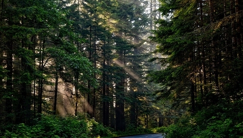 Paweł Mucha: Niech władze Warszawy przedstawią dane nt. wycinki drzew. To wykaże ich hipokryzję