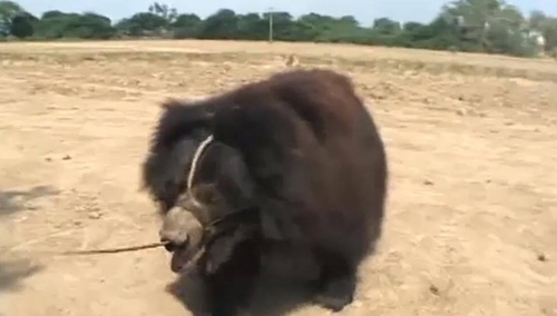 [video] Fundacja Don Vittorio buduje azyl dla niedźwiedzi wargaczy - ofiar znęcania się ludzi