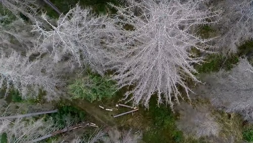 Dramatyczny głos z Podlasia: "Mój las został zaatakowany przez kornika. Wszystko idzie z Białowieży"