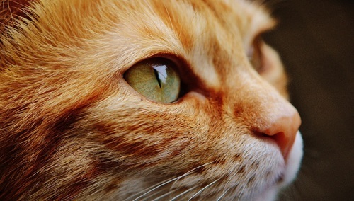 Jerzy Bukowski: Bokserzy przeciw zwyrodnialcowi