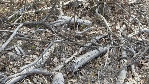 Jak Henning-Kloska niszczy polskie lasy? Paweł Sałek ujawnia