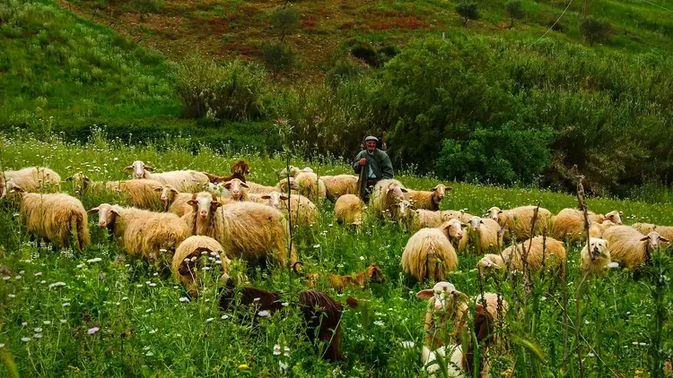 Stado owiec na łące z pasterzem w cenrum