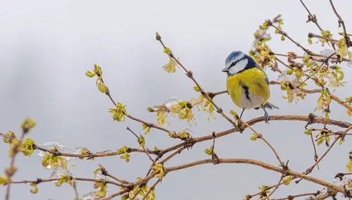 forsycja, wiosna, sikorka