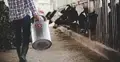 farma mleczna, krowy
