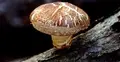 Grzyb Shiitake