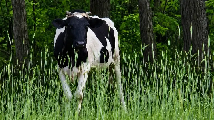 Krowa stojąca na polu pod lasem