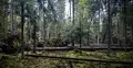 Rezerwat „Bliżyńskie Lasy Naturalne” 