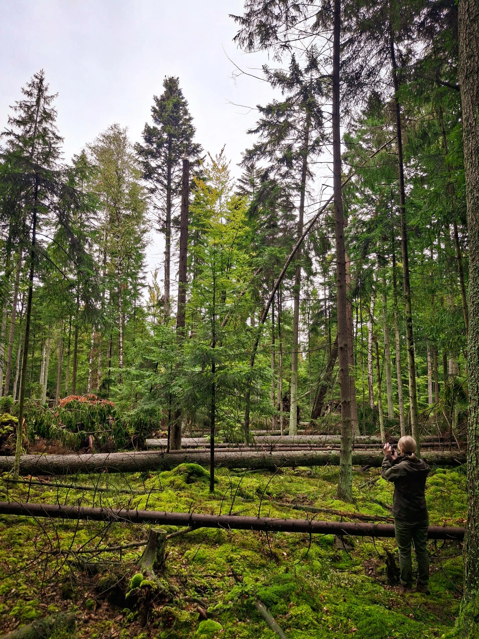Rezerwat „Bliżyńskie Lasy Naturalne”
