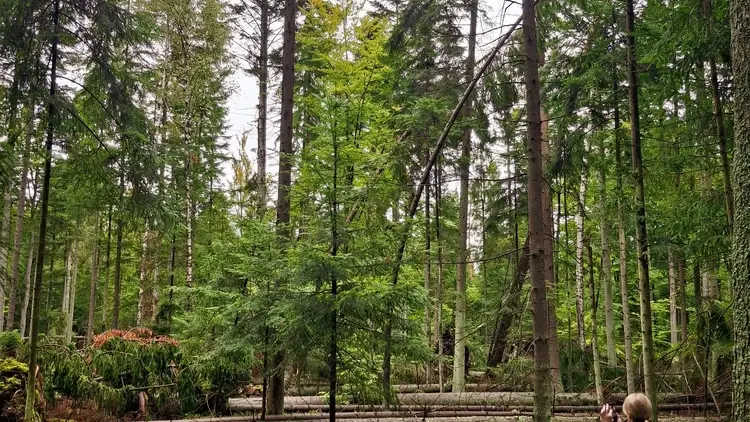 Rezerwat „Bliżyńskie Lasy Naturalne”
