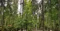 Rezerwat „Bliżyńskie Lasy Naturalne” 