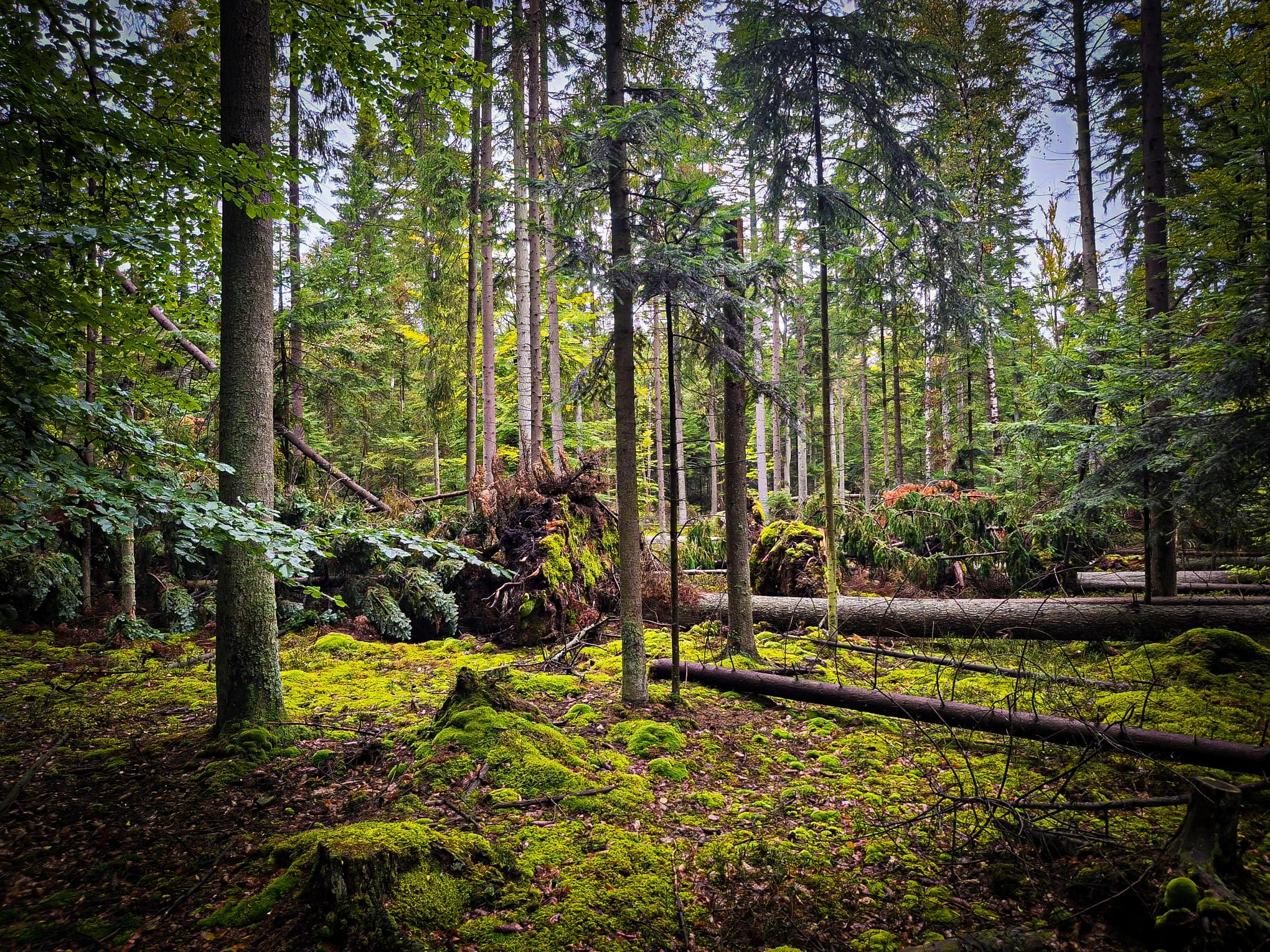 Rezerwat „Bliżyńskie Lasy Naturalne”