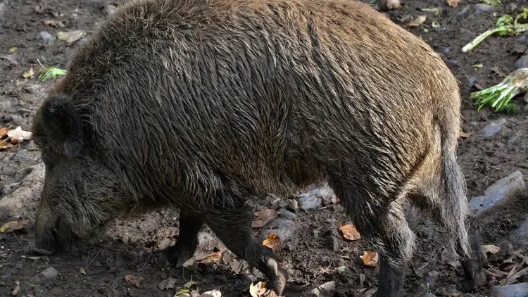 Dzik ryjący na terenie zurbanizowanym