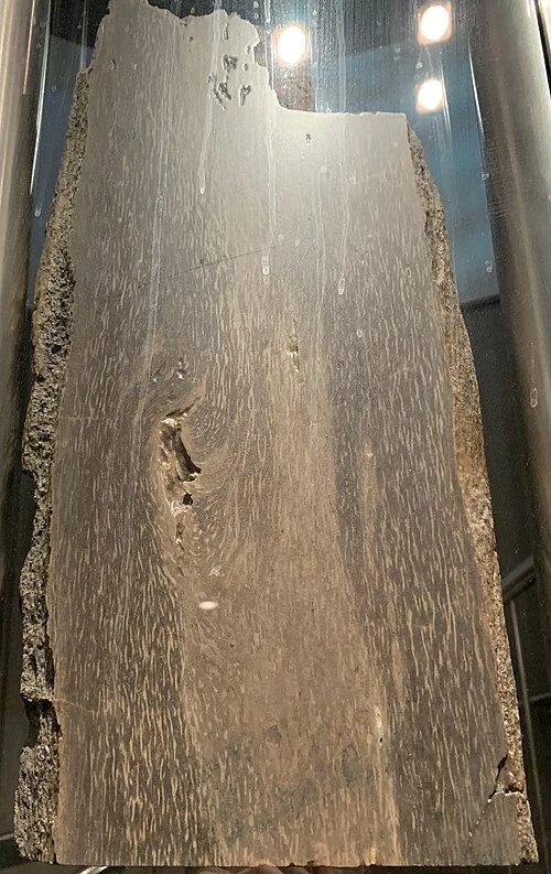Fragment skamieniałego prototaksytu