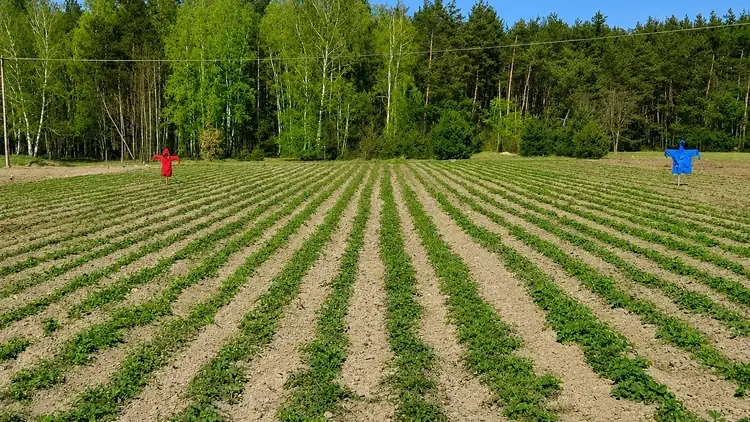 Plantacja truskawek