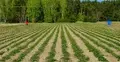 Plantacja truskawek
