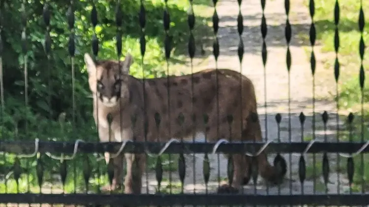 puma przy ogrodzeniu posesji w KArsince