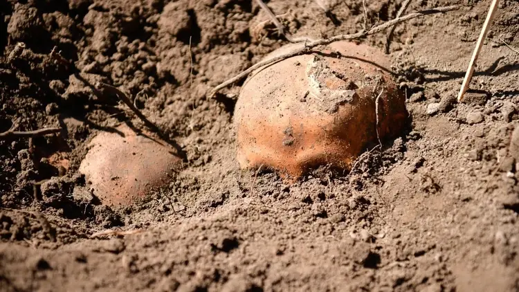 Huta pieniacka. Czaszki ofiar Rzezi Wołyńskiej