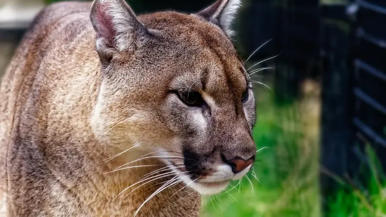 Puma - zdjęcie ilutracyjne