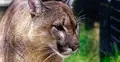 Puma - zdjęcie ilutracyjne