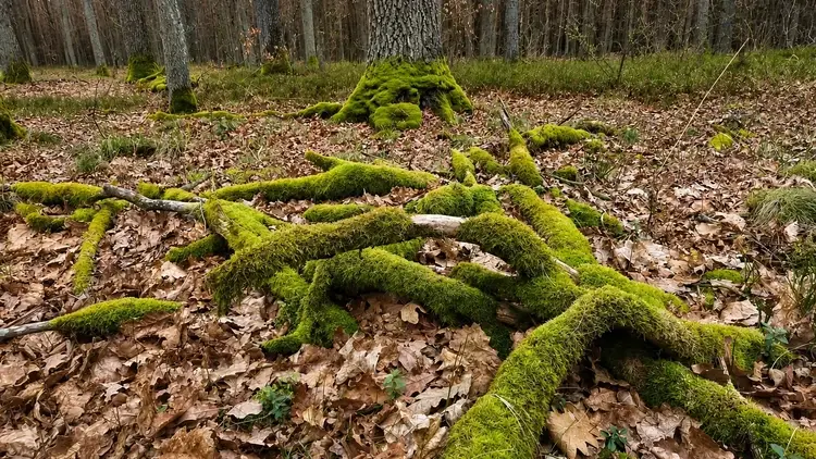 Puszcza Kozienicka, okolice Świerży