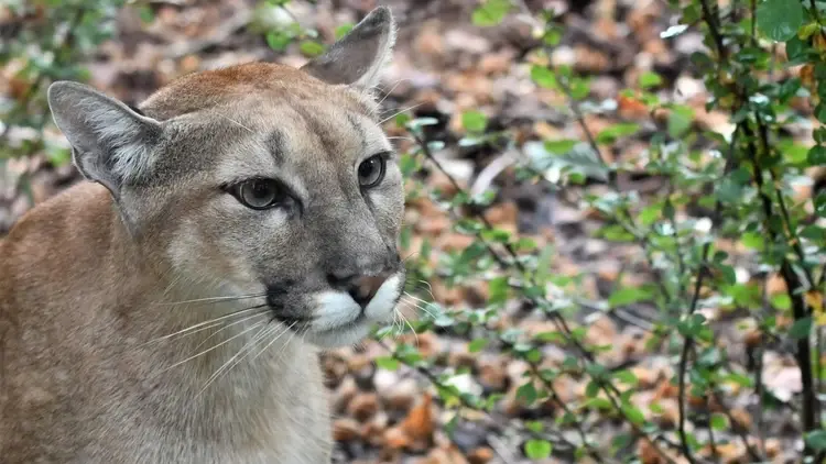 puma siedzi