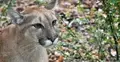 puma siedzi