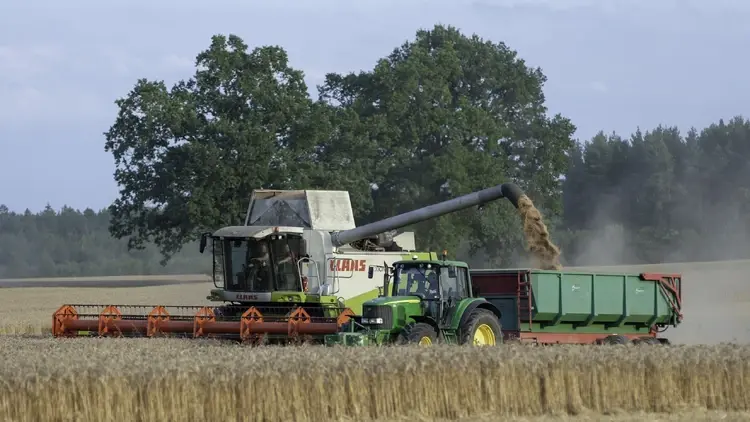 Kombajn pracujący podczas żniw
