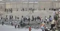 Migranci forsujący mur graniczny w Ceucie