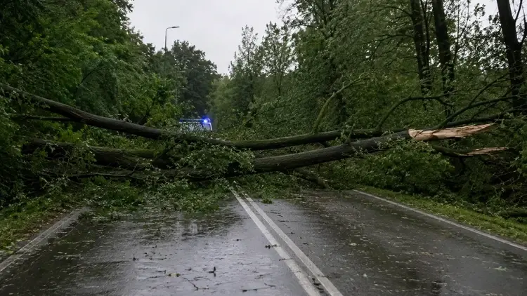 Drzewo powalone przez burzę - grafika wygenerowana przez AI