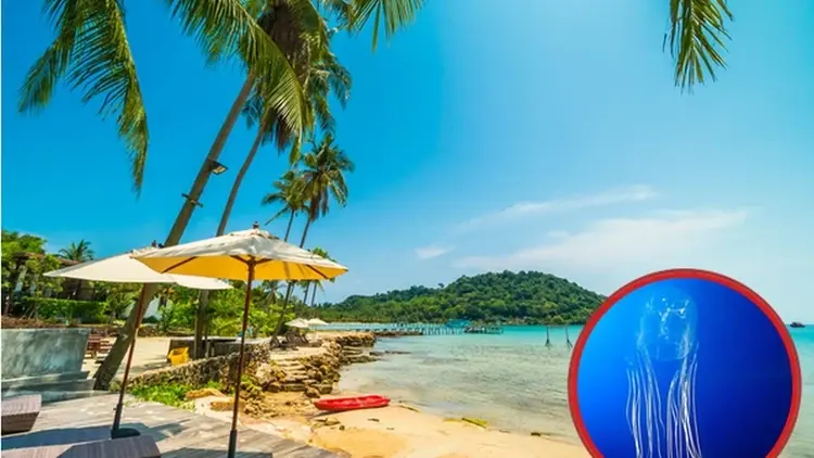 leżaki i parasole na plaży, meduza kostkowa